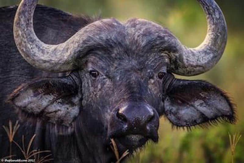 cape buffalo big 5