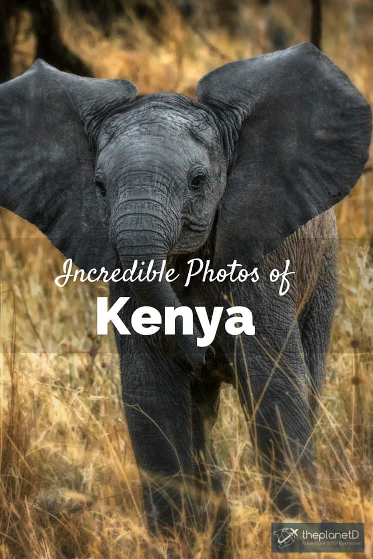 incredible kenya photos baby elephant playing