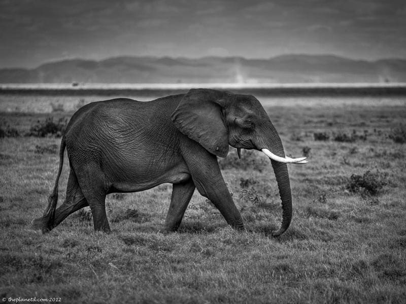 elephant in black and white