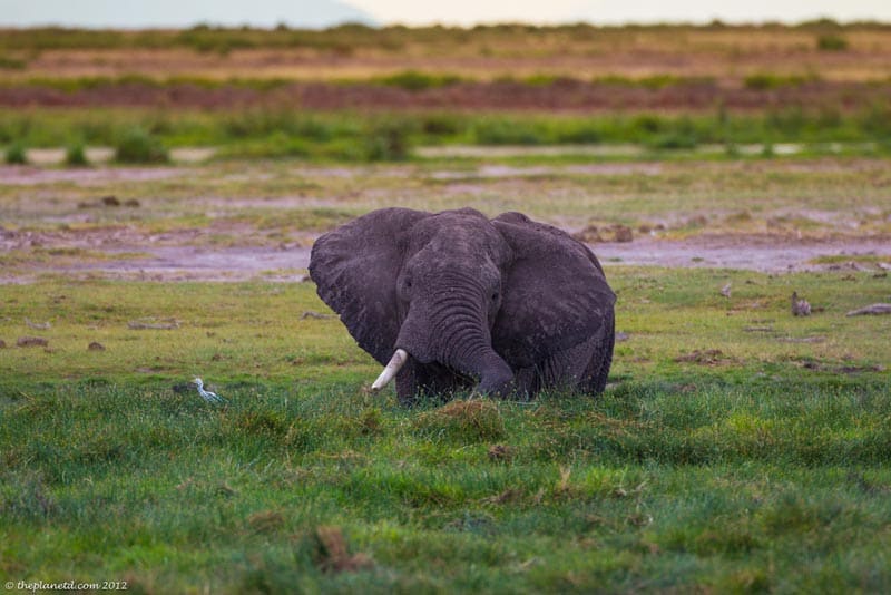 elephant in amboseli national park