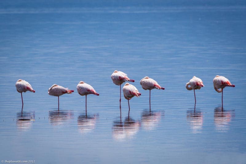 flamingoes of lake nakuru