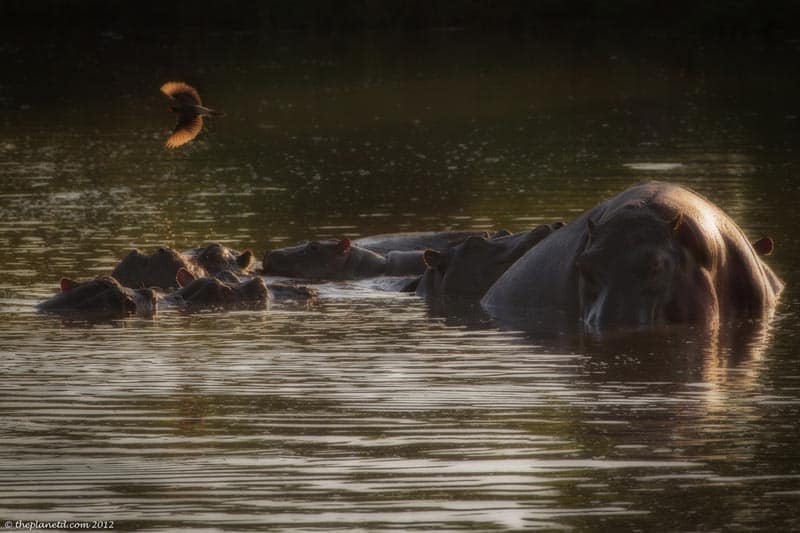 wildlife photography hippos in kenya