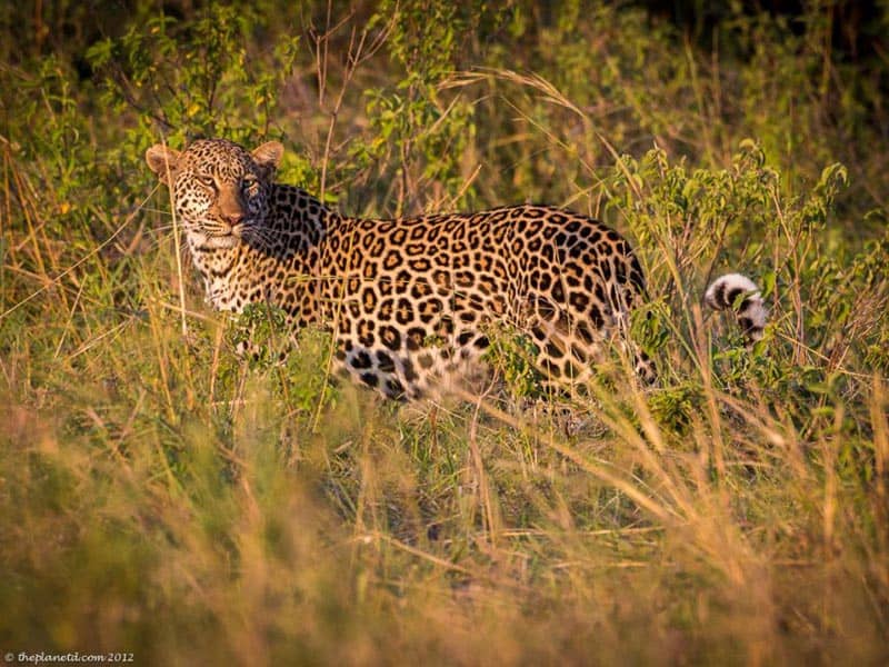 kenya leopard in grass