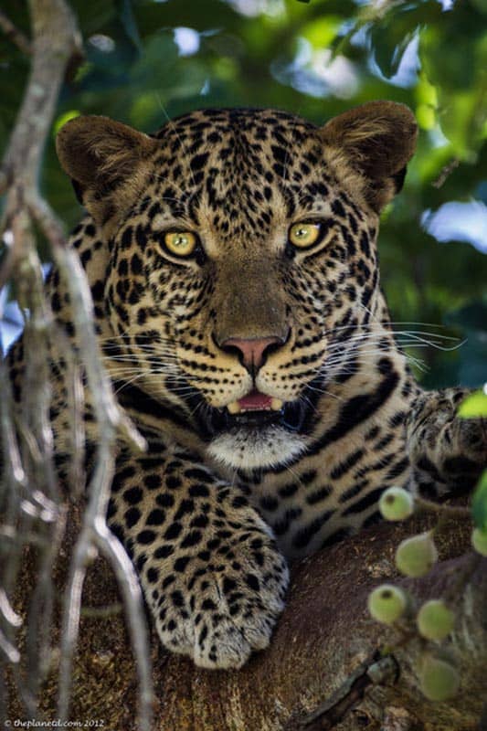 Kenya pictures - leopard in tree