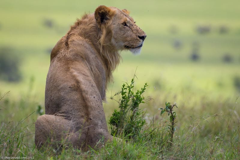 kenya pictures young male lion