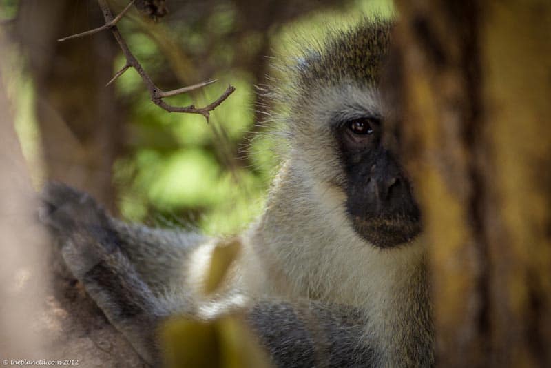 wildlife photography monkey in kenya