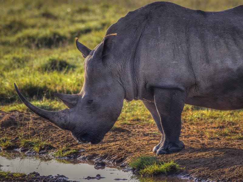 rhino of kenya