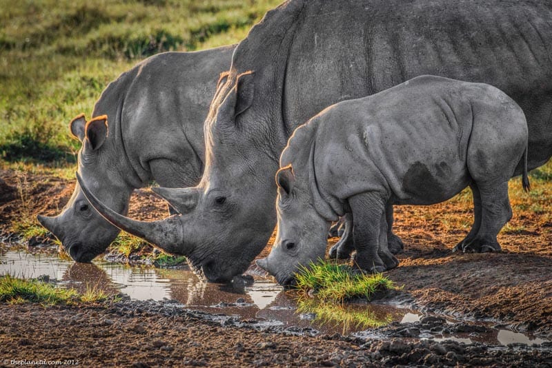 a family of rhinos drinking at lake nakuru