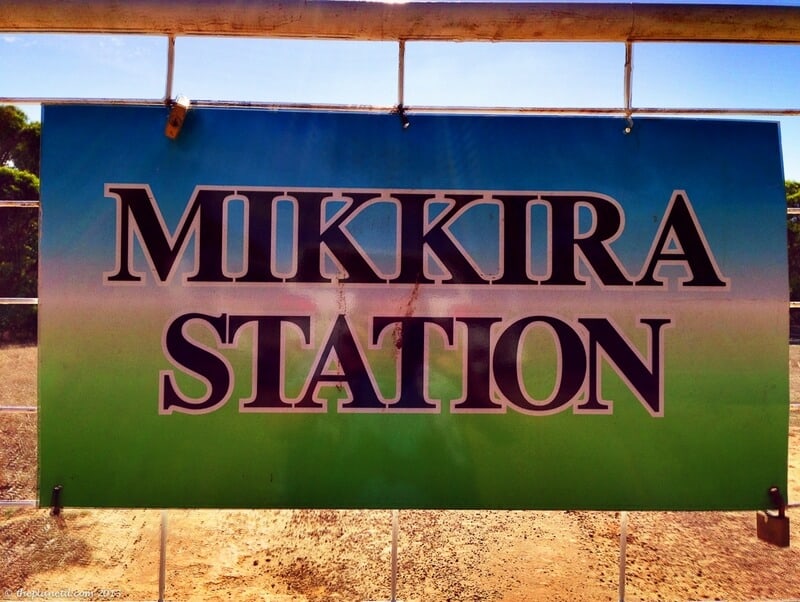 koalas South Australia Mikkira Station