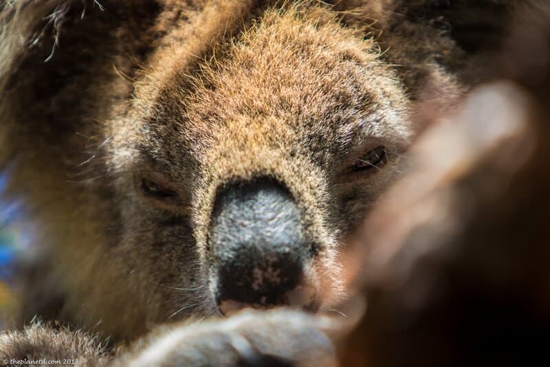 close up of a koala in South Australia