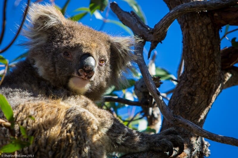 koalas sanctuary South Australia - in tree