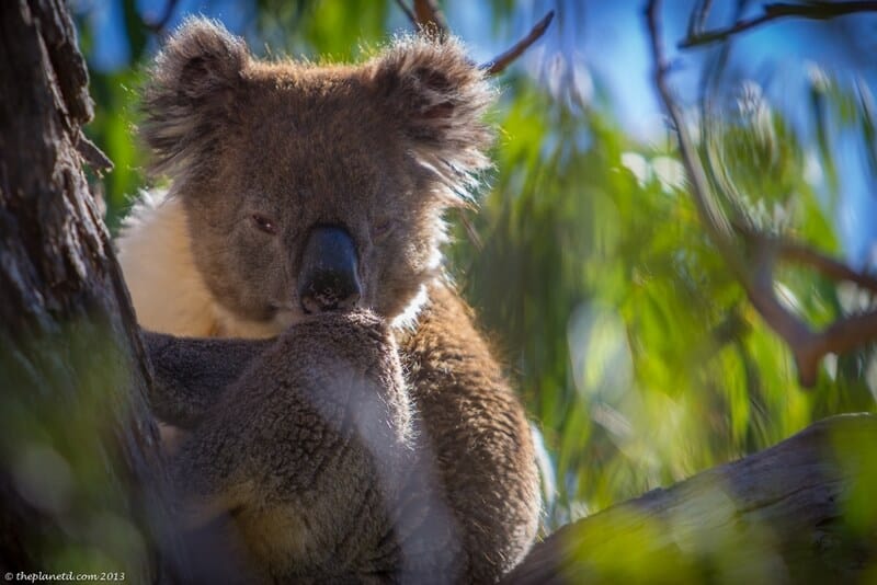 koalas South Australia looking at camera