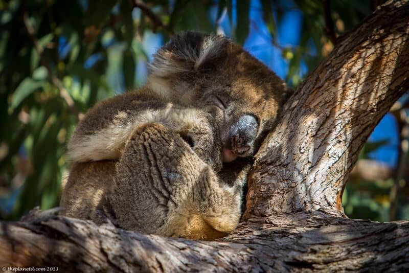 a sleeping koala in South Australia