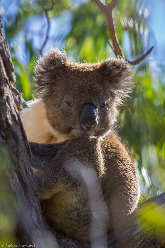 koalas South Australia - looking sleepy in the trees