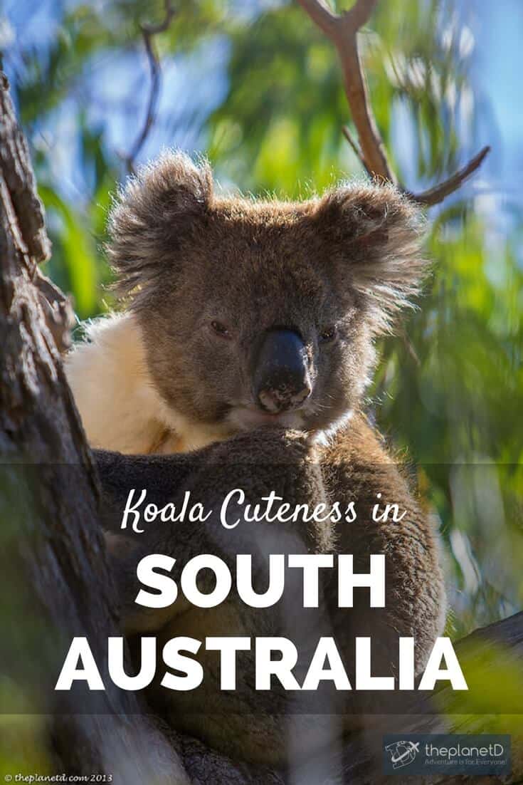 Koala Cuteness in South Oz