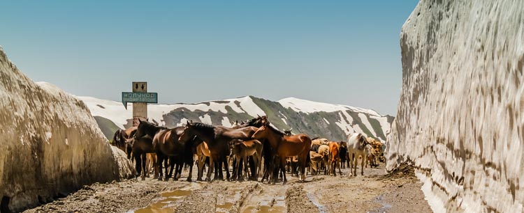 travel to kyrgyzstan | horses at mountain pass