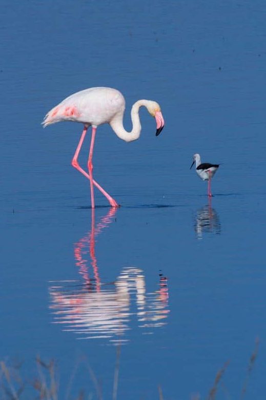 flamingoes nakuru