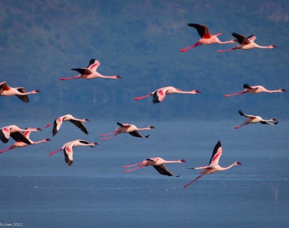 Kenya’s Incredible Lake Nakuru