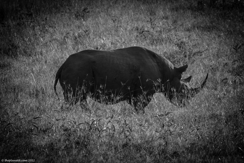 black rhino kenya safari