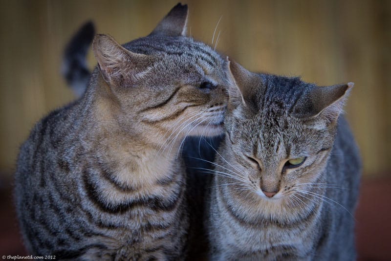 lanai cat sanctuary kittens