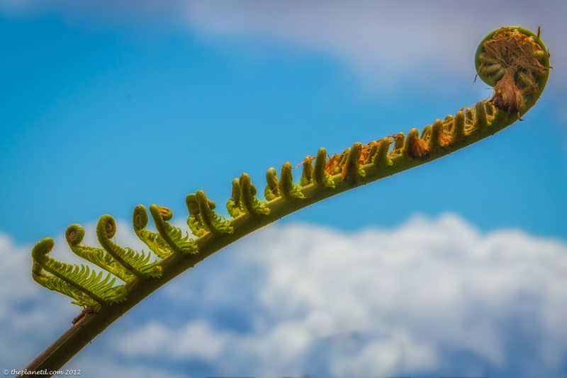 lanai pictures plant