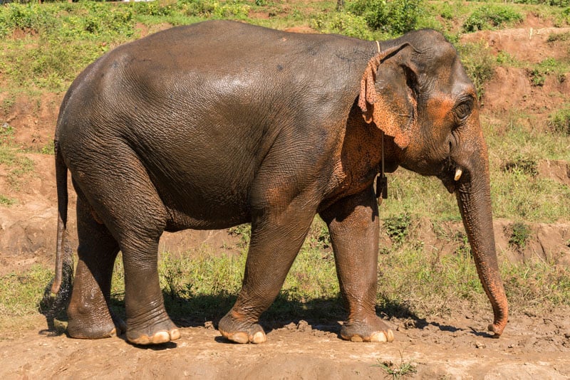 life well travelled deb elephant