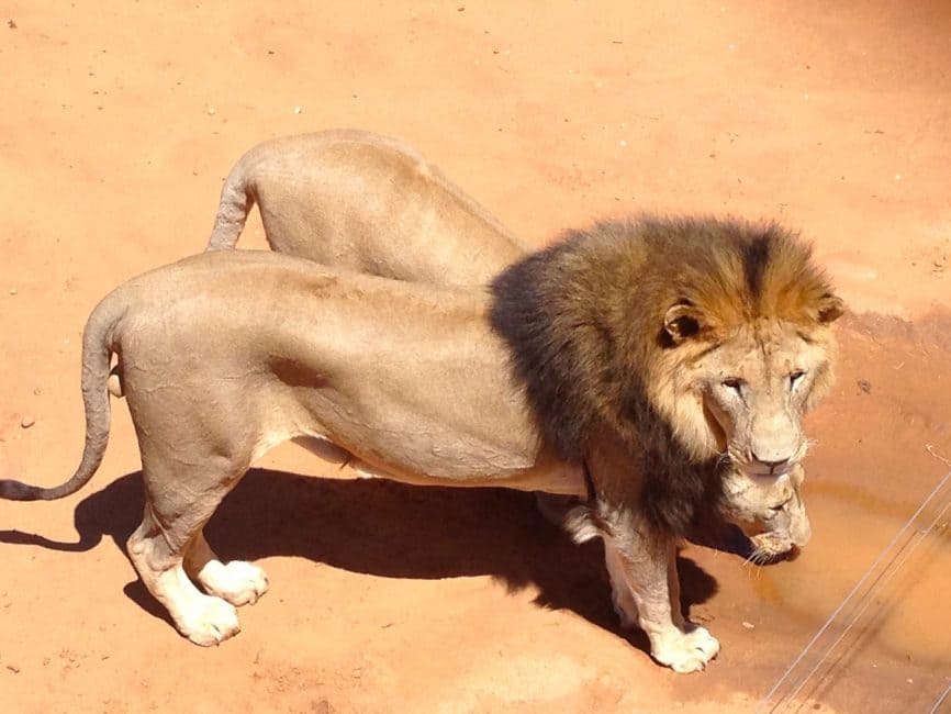 N/a'ankuse Foundation lions