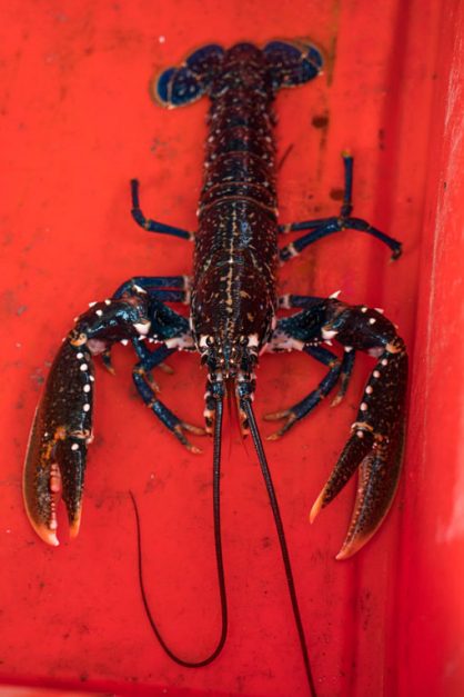 lobster in bin