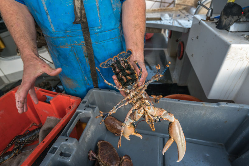 lobster safari