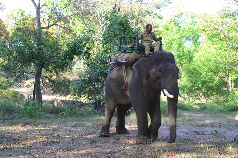 searching for tigers on elephant