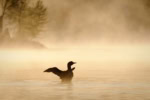 Loon while kayaking at sunset - a top thing to do in the Upper Peninsula Michigan