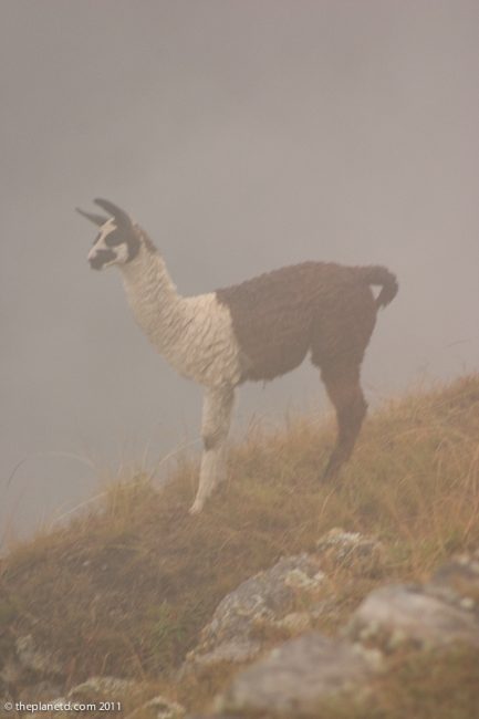 lama machu picchu