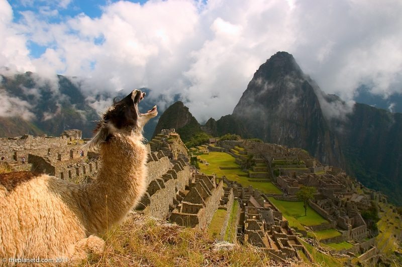 machu picchu lama yawn