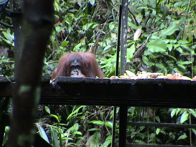 orangutan rehabilitation centre borneo