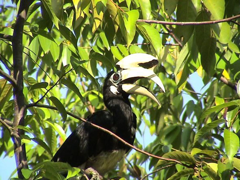 malaysian borneo hornbill