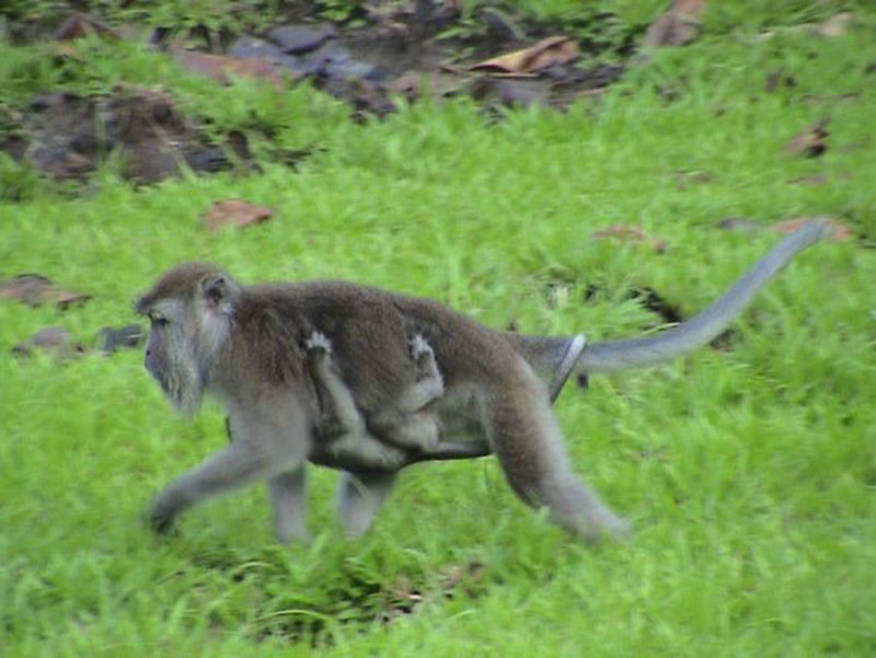 bako national park borneo monkey and baby