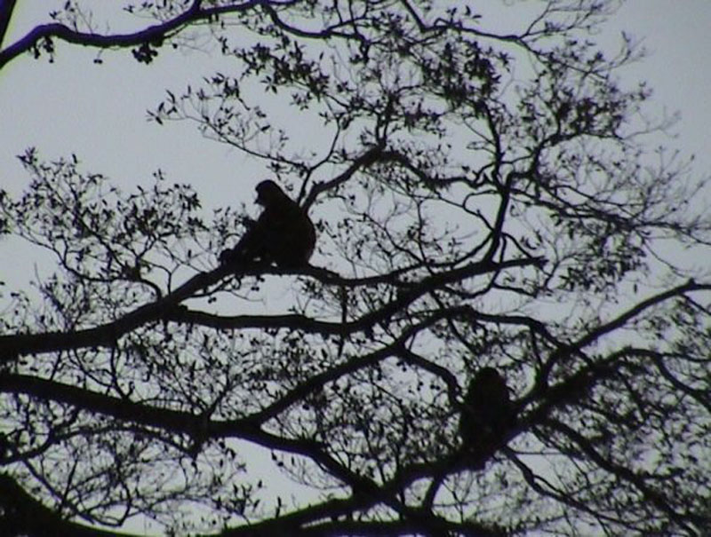 Proboscis Monkeys in a tree 