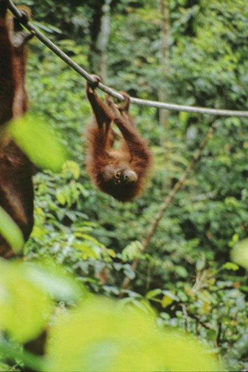 things to do in Malaysia Borneo