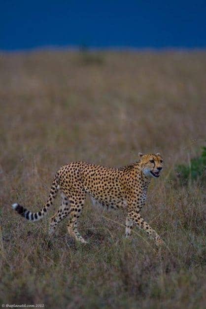 masai mara safari cheetah