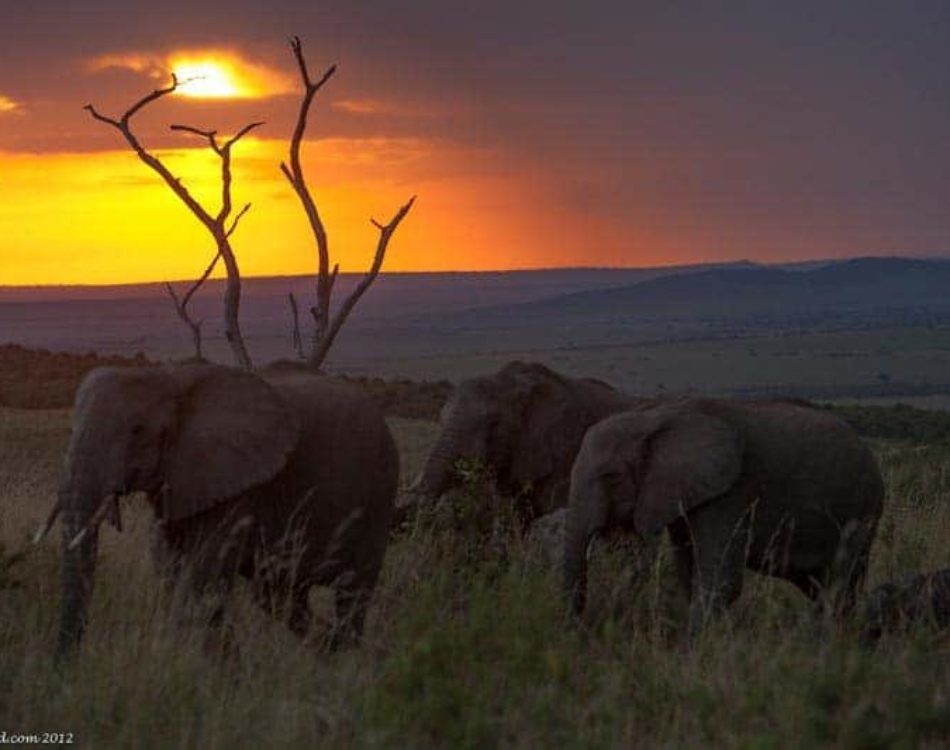Kenya Safari – The Masai Mara Experience
