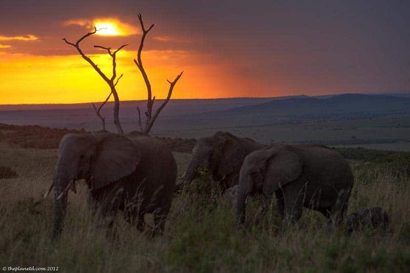 kenya safari elephants