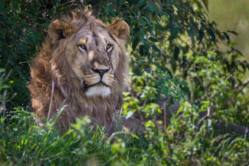 masai mara safari lion