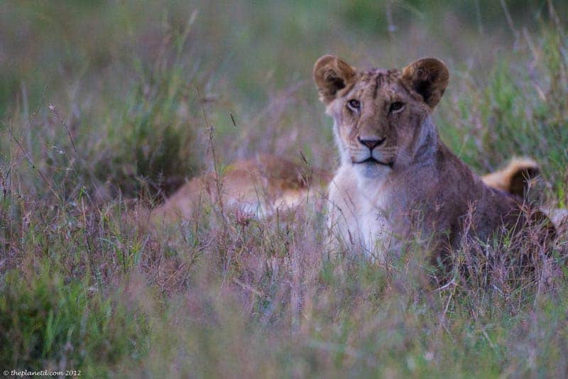 masai mara safari lions