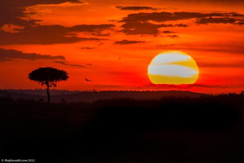 kenya safari masai mara sunset