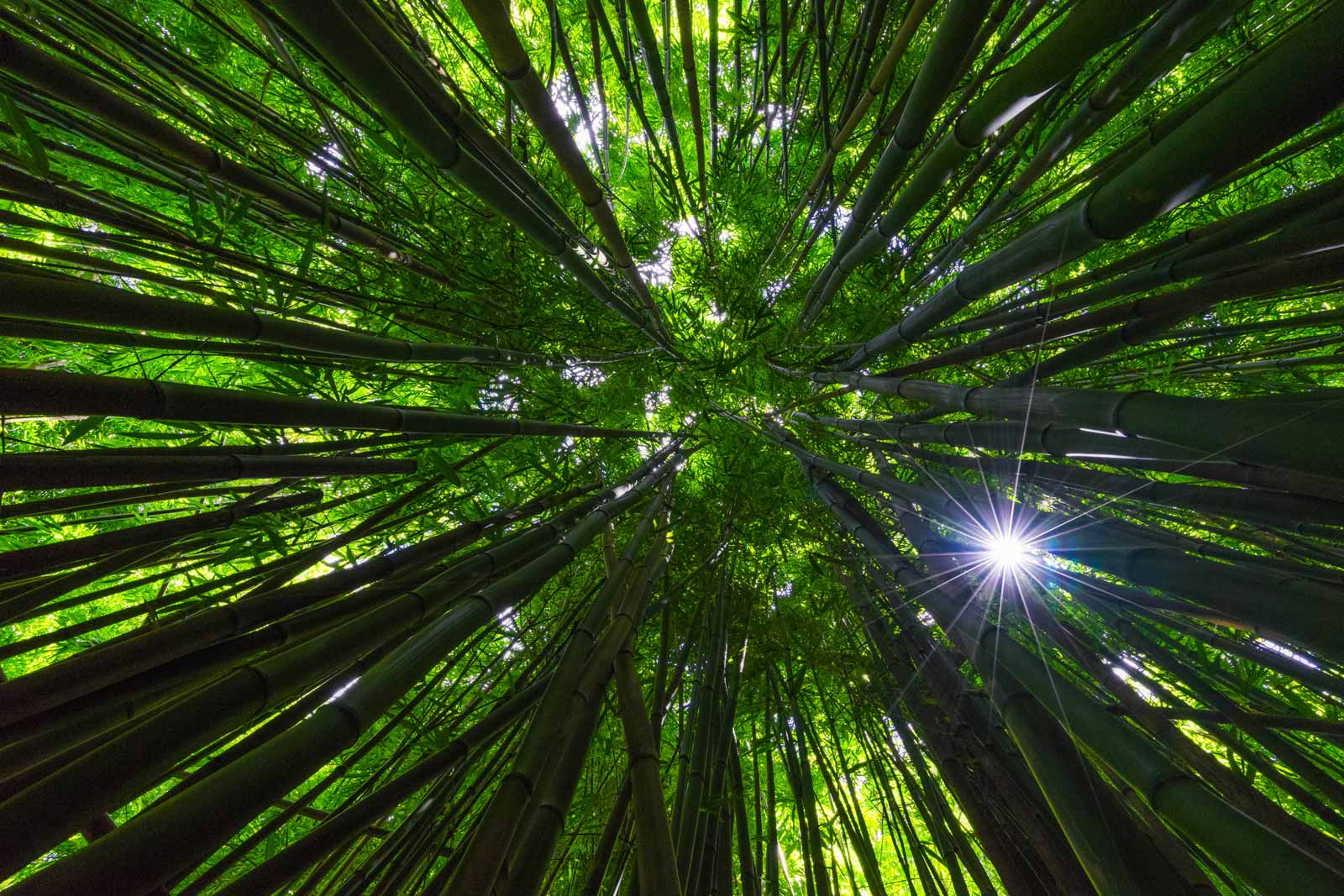 maui hikes bamboo forest