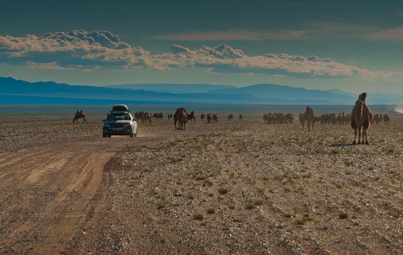 mongol rally car driving through camels