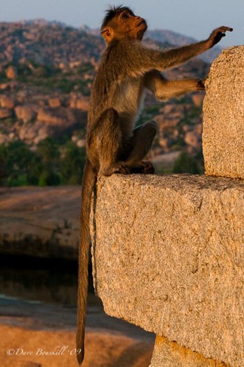 monkey on ruins in hampi