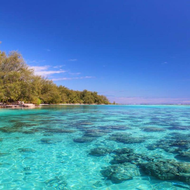 moorea island coral reef