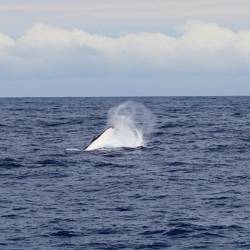 moorea travel whale watching