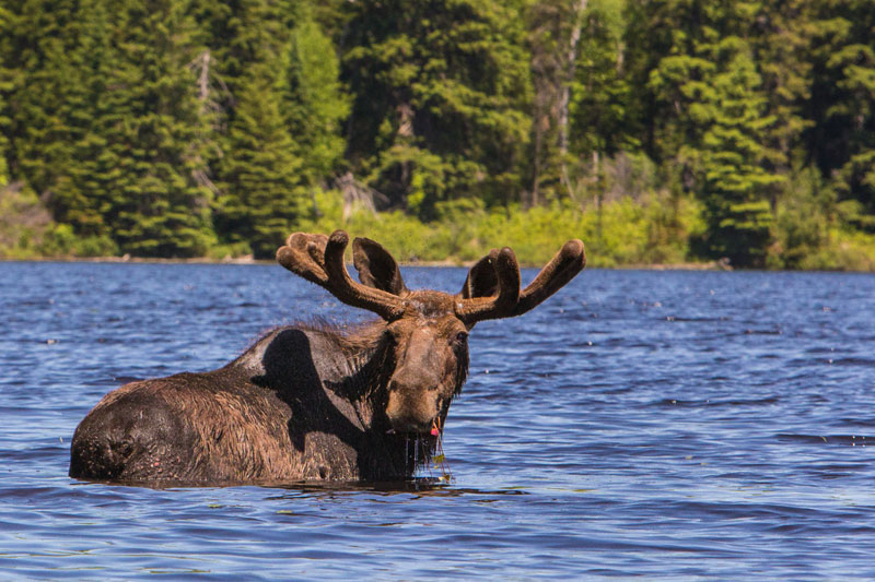 moose safari lake